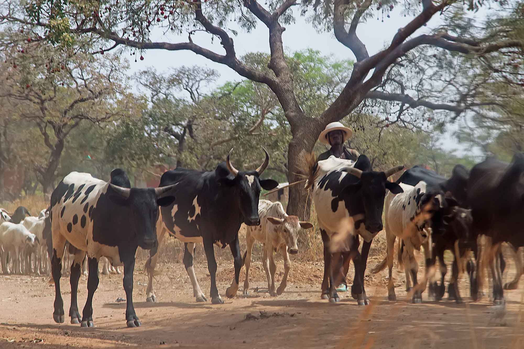 a-man-herding-his-cattle-banfora-burkina-faso-africa