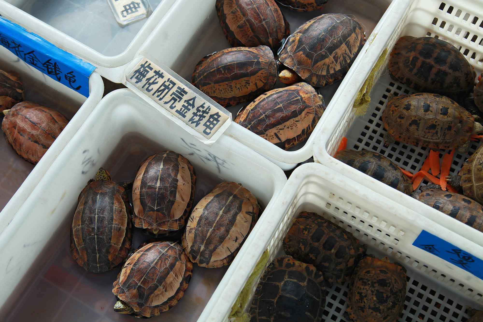 Live turtles at an animal market in Guangzhou, China. © Ulli Maier & Nisa Maier
