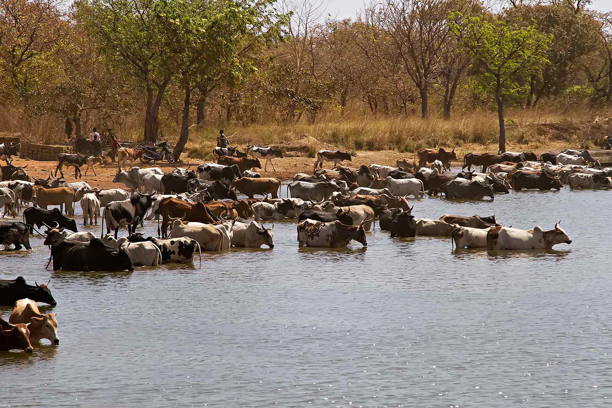 cattle-banfora-lake-burkina-faso-africa