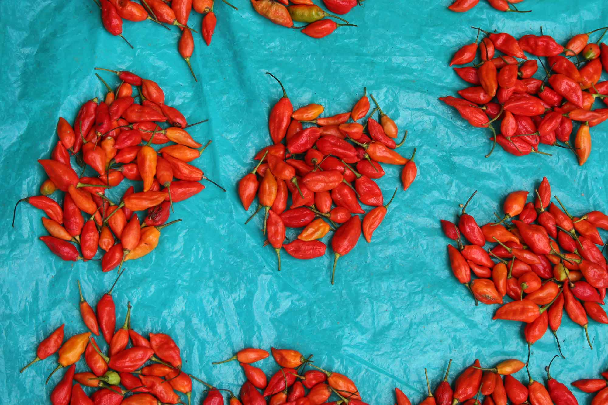 Fresh chili at a market in Gangtok, India. © Ulli Maier & Nisa Maier