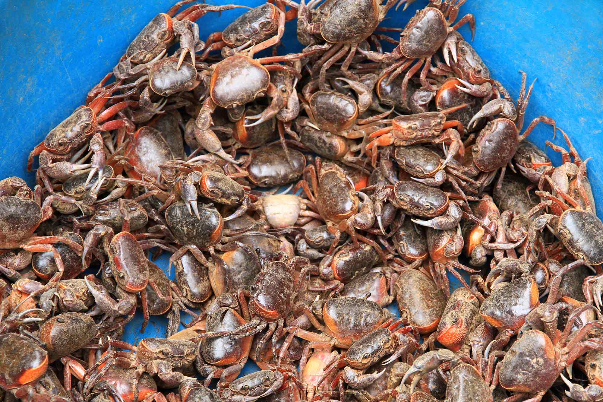 Live crabs at a market in Vientiane, Laos. © Ulli Maier & Nisa Maier