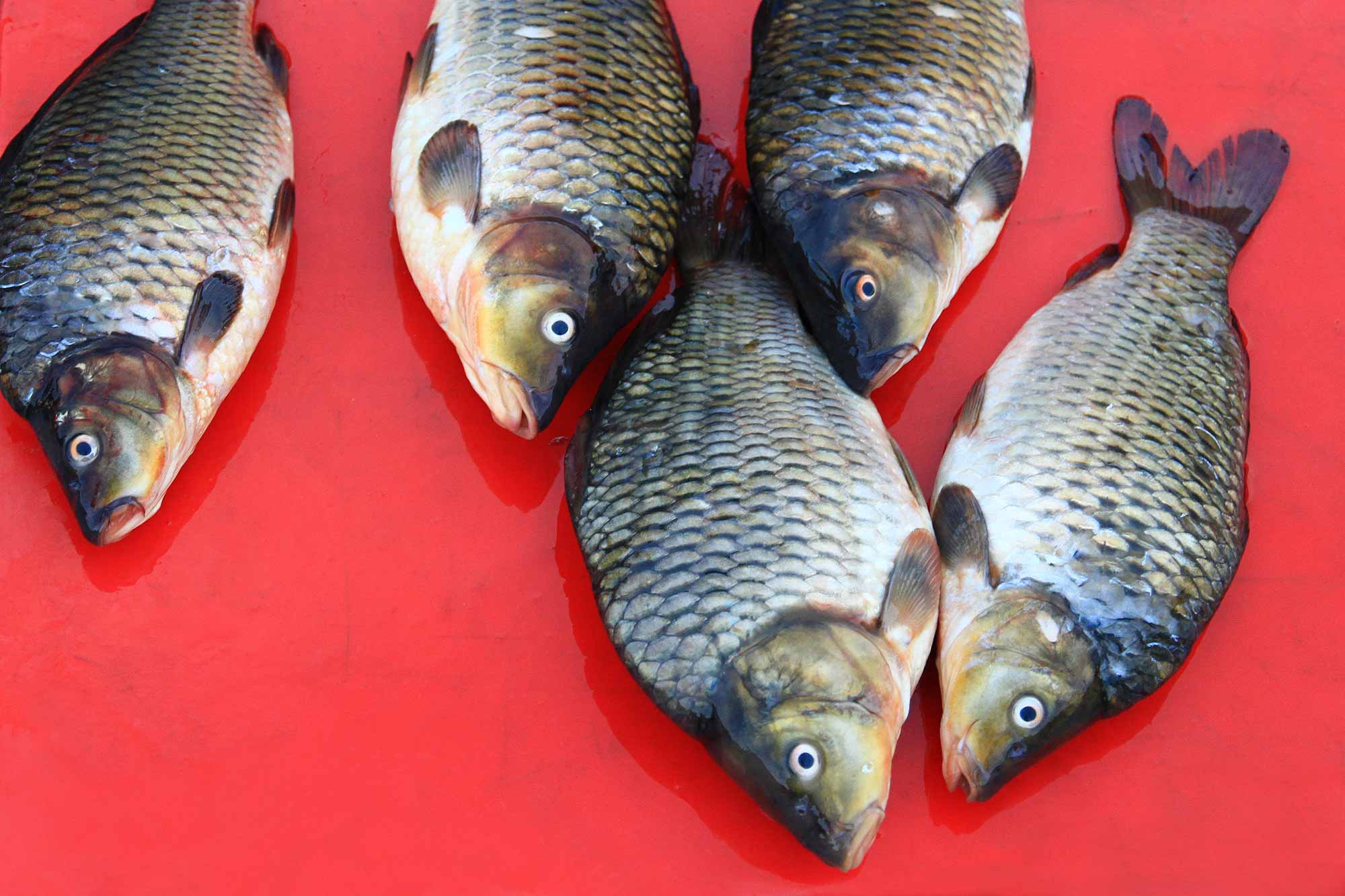 Fish at a market in Laos. © Ulli Maier & Nisa Maier