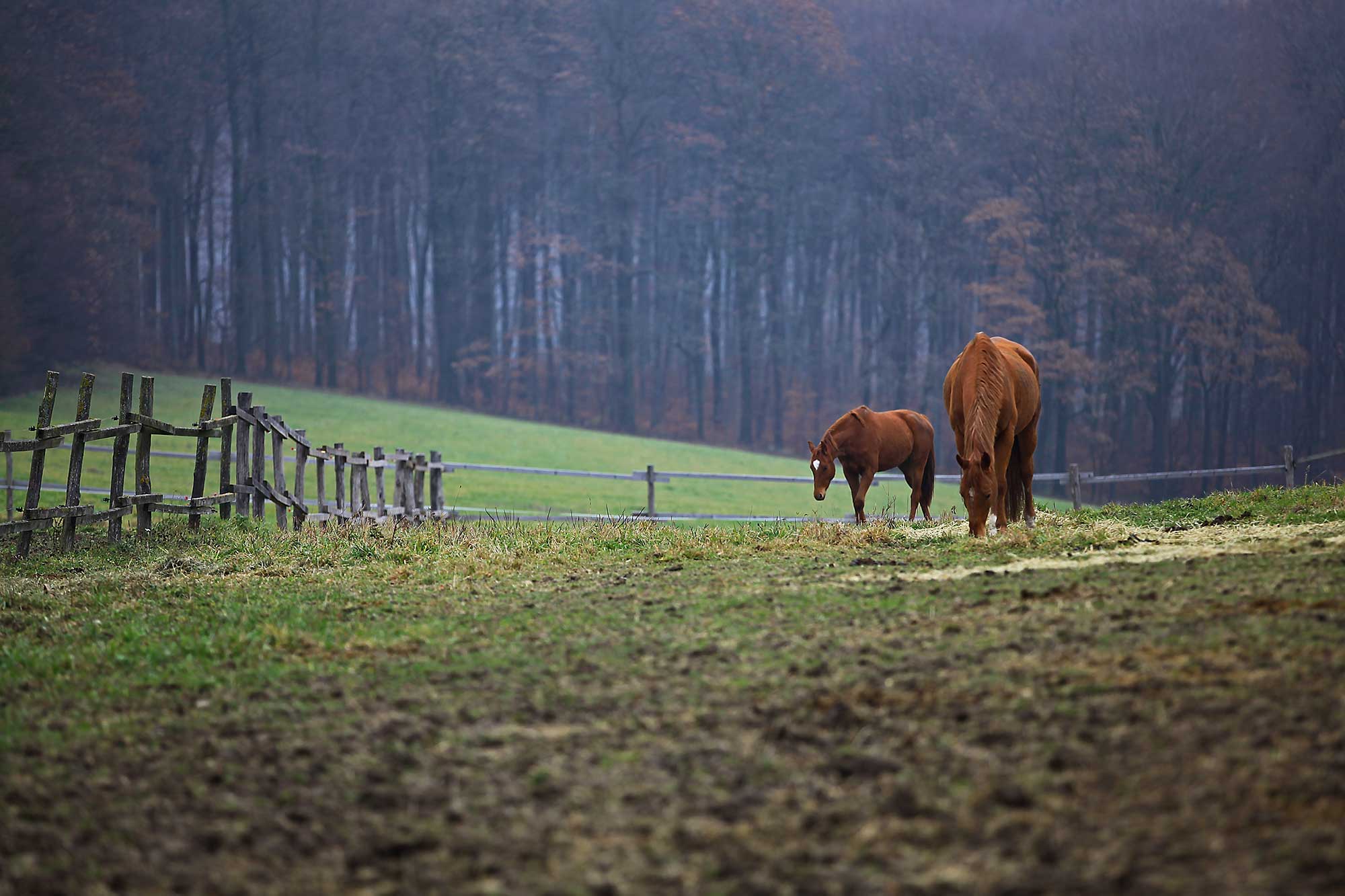 Horses. © Ulli Maier & Nisa Maier