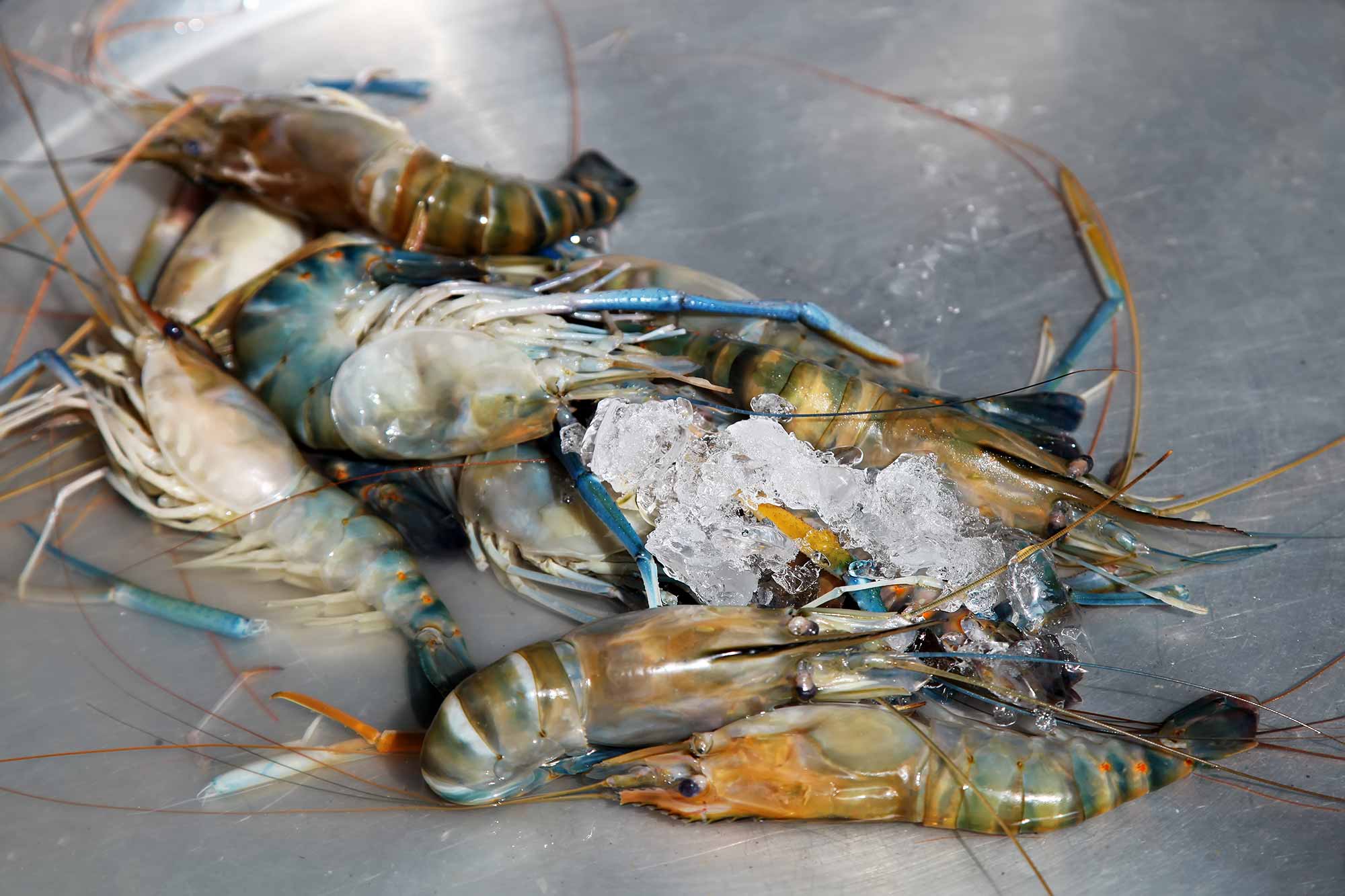 Fresh shrimp at a market in Bangkok, Thailand. © Ulli Maier & Nisa Maier