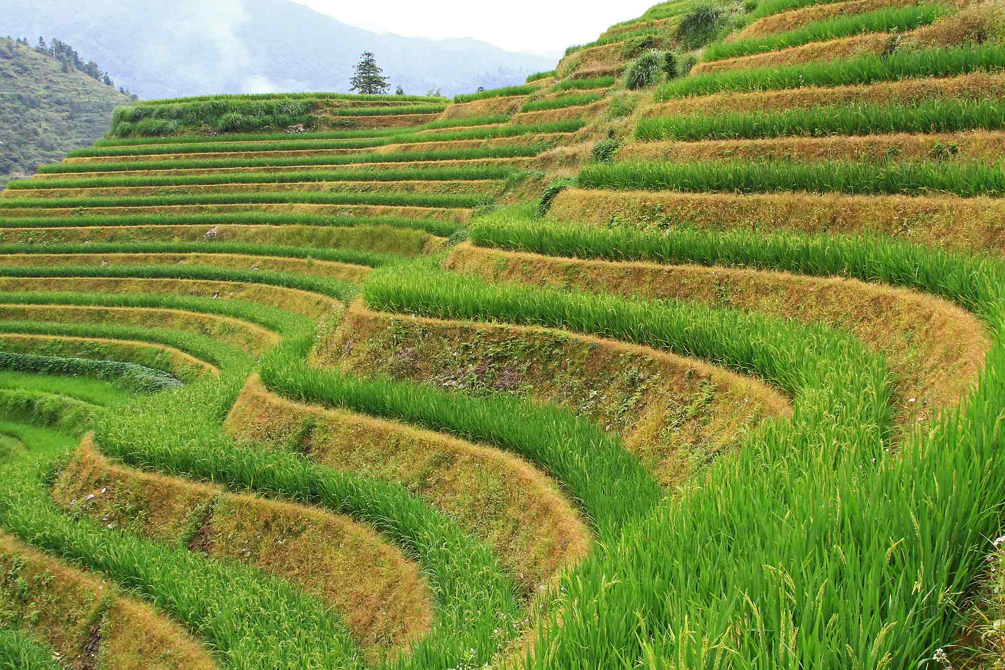 The Dragon's Backbone Rice Terraces in Guanxi, China. © Ulli Maier & Nisa Maier