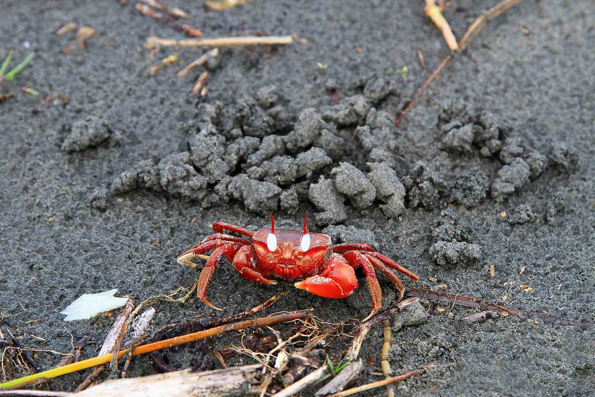 Red crab on Kuakata beach. © Ulli Maier & Nisa Maier