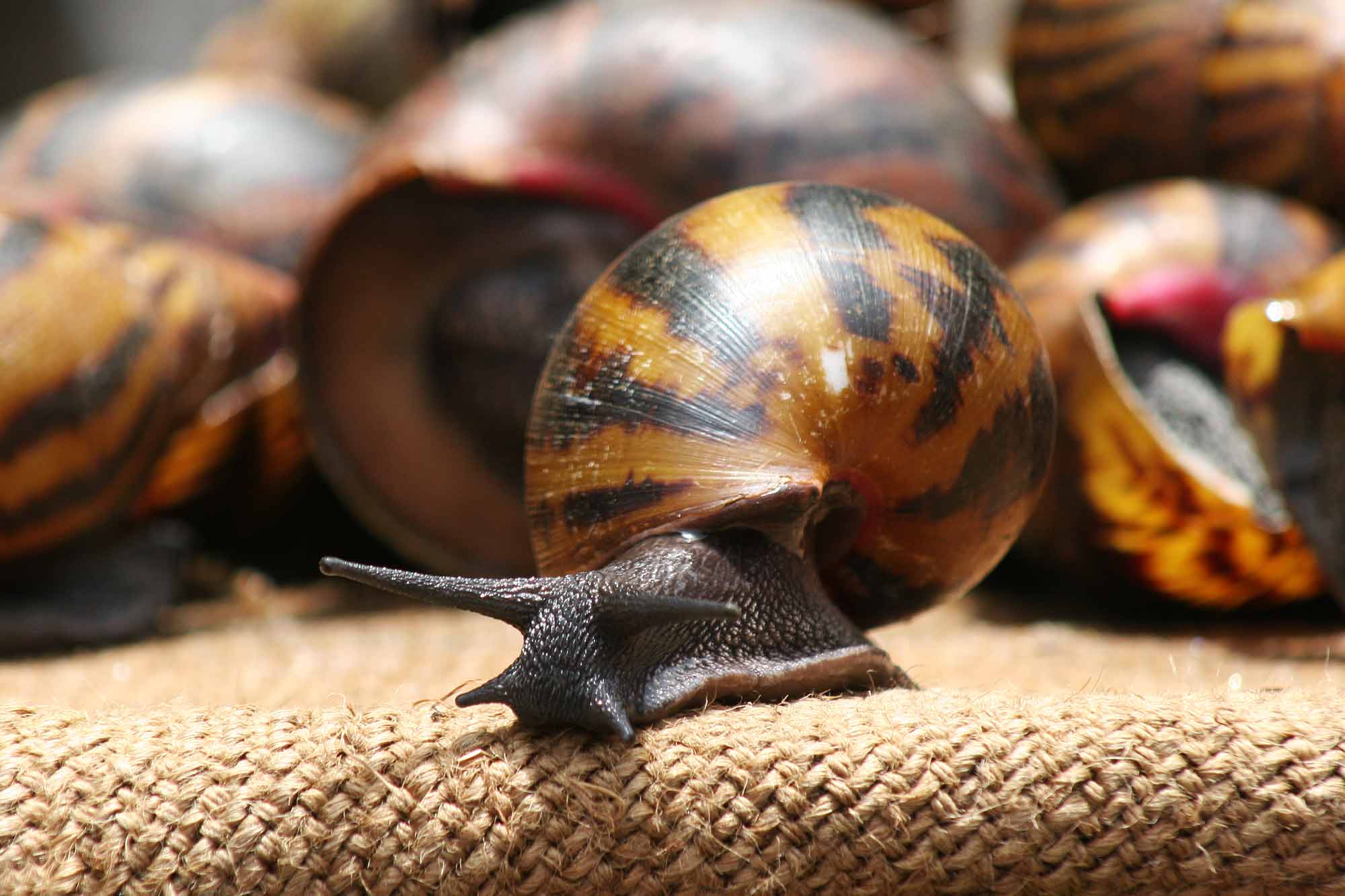 snails-market-accra-ghana-africa