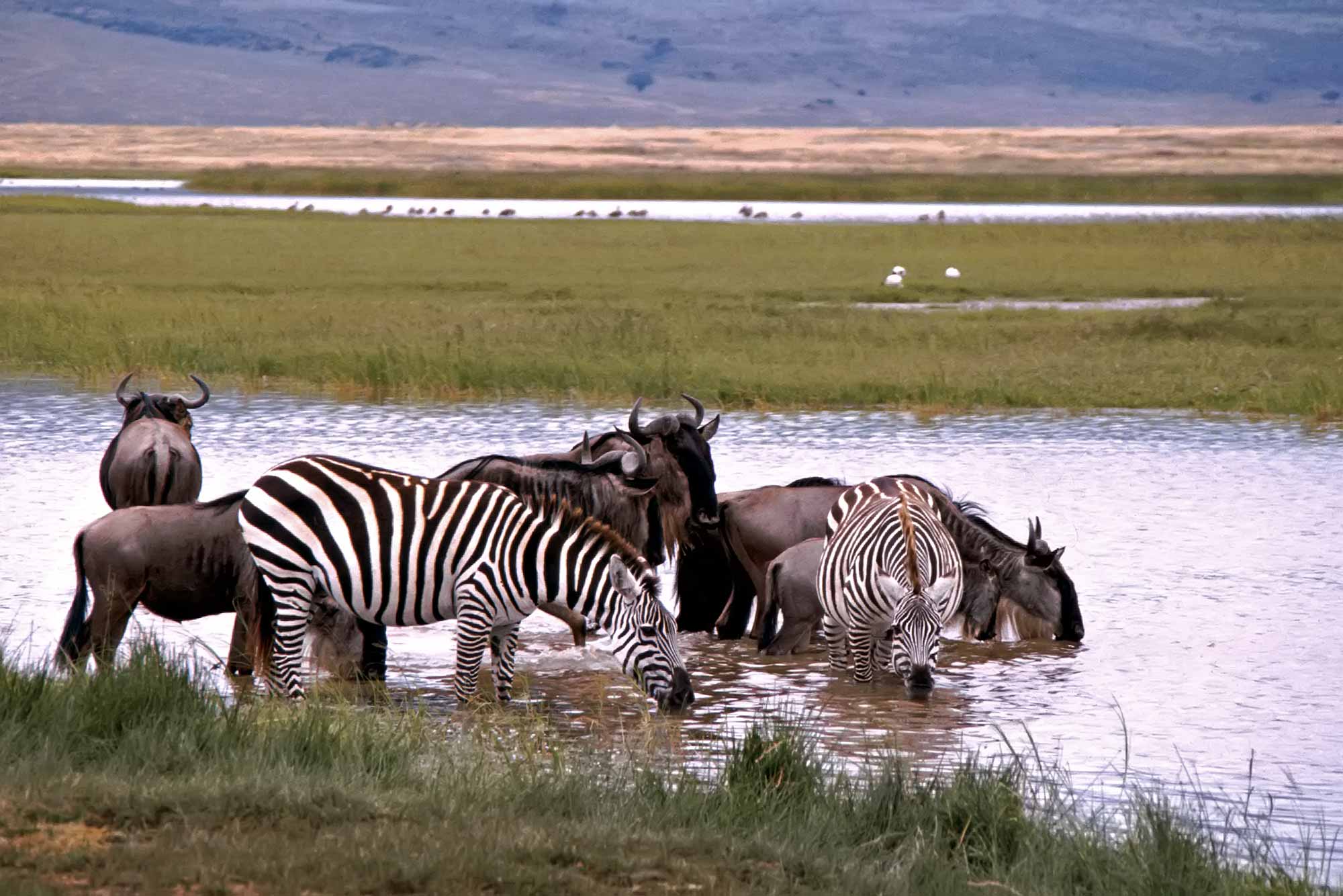 wild-animals-serengeti-kenya-africa