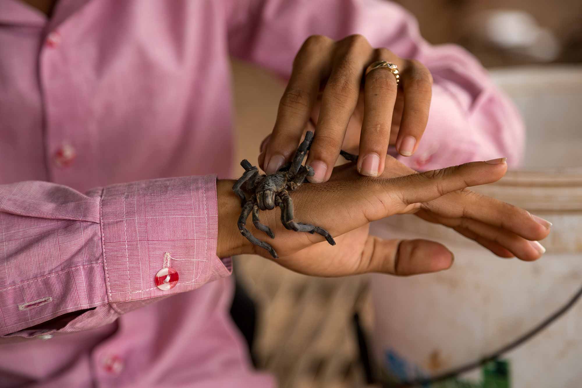 Hands of a man holding a spider in the city of Skuon, Cambodia. © Ulli Maier & Nisa Maier