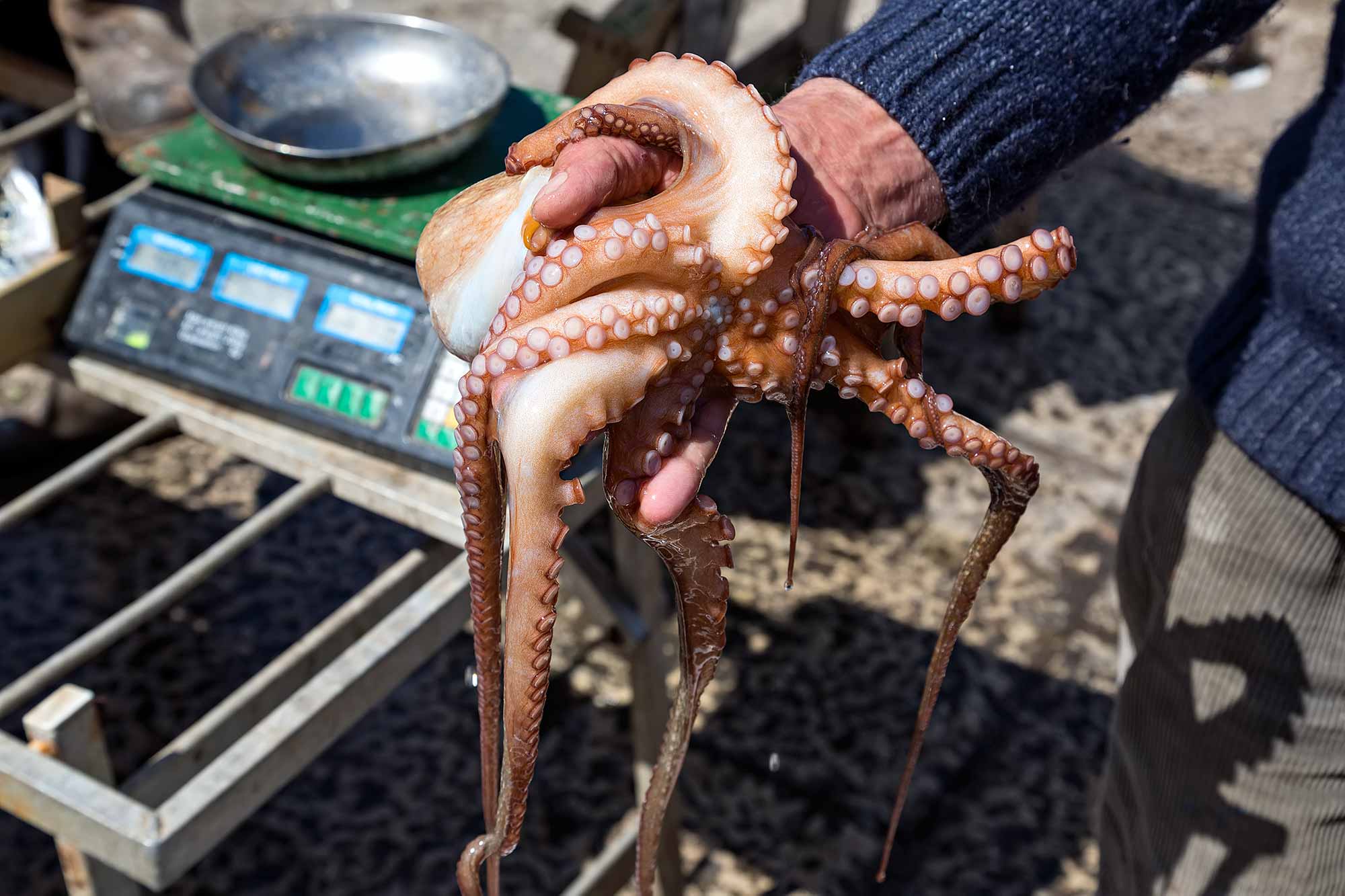 Hands of a man holding an octopus in Trapani, Sicily. © Ulli Maier & Nisa Maier