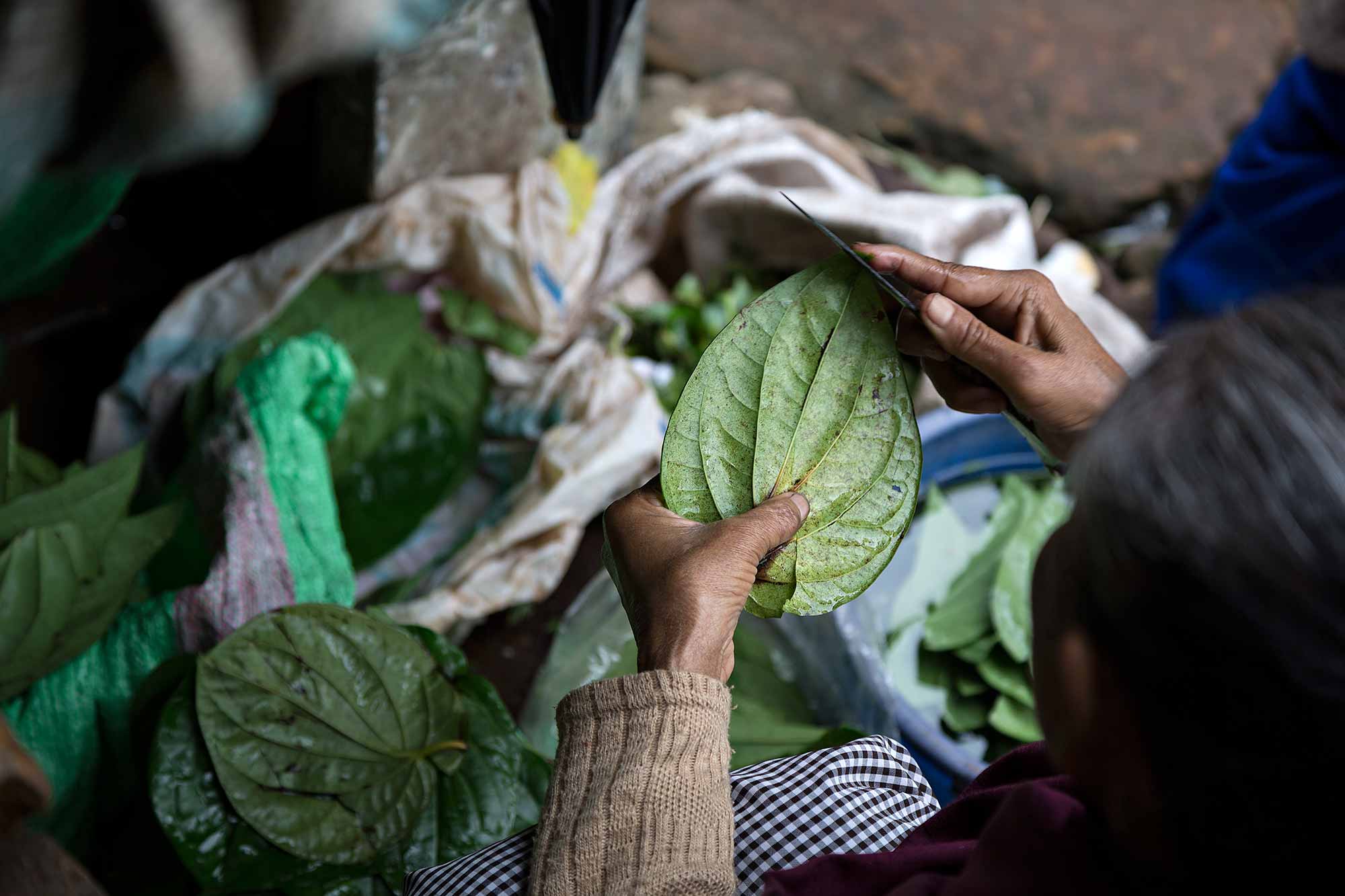 Woman cutting betel leaves at a market in Guwahati, India. © Ulli Maier & Nisa Maier