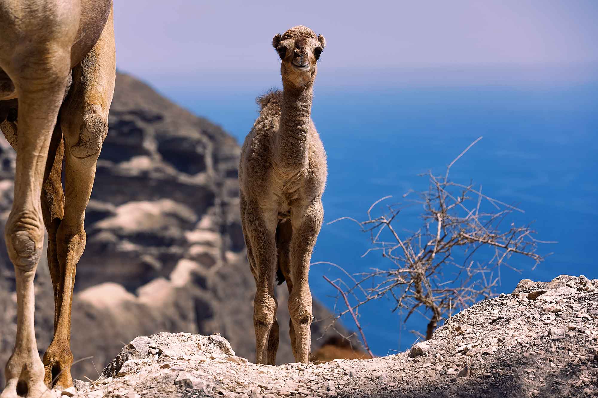 Camels west of Salalah. © Ulli Maier & Nisa Maier