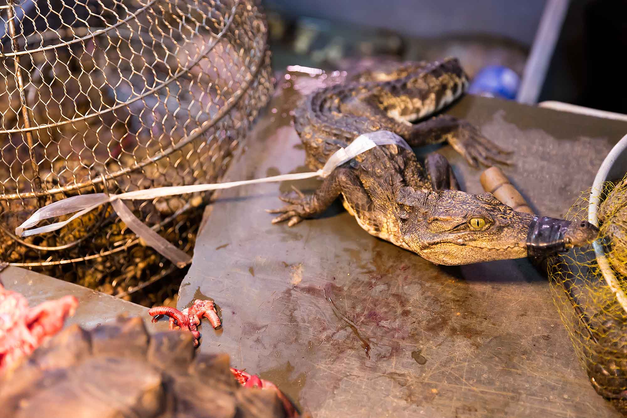 A living crocodile at a market in Guangzhou. © Ulli Maier & Nisa Maier