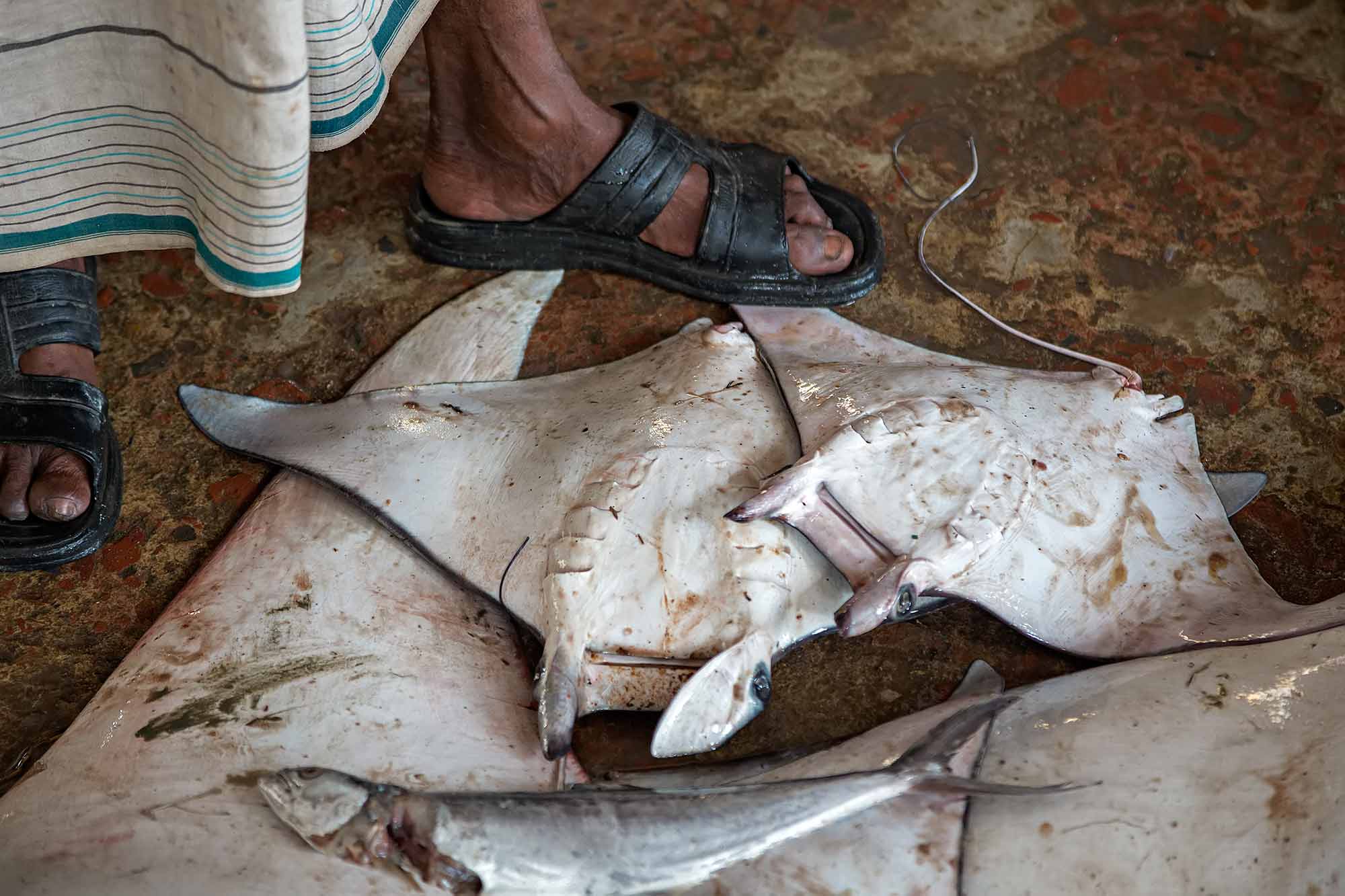 Manta rays & sharks at the market in Cox's Bazaar, Bangladesh. © Ulli Maier & Nisa Maier