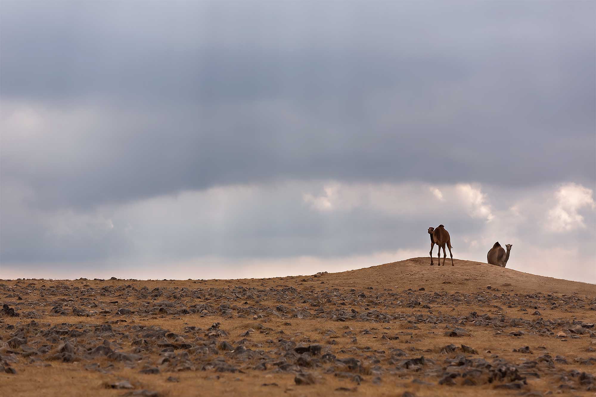 Camels in the desert of Oman. © Ulli Maier & Nisa Maier